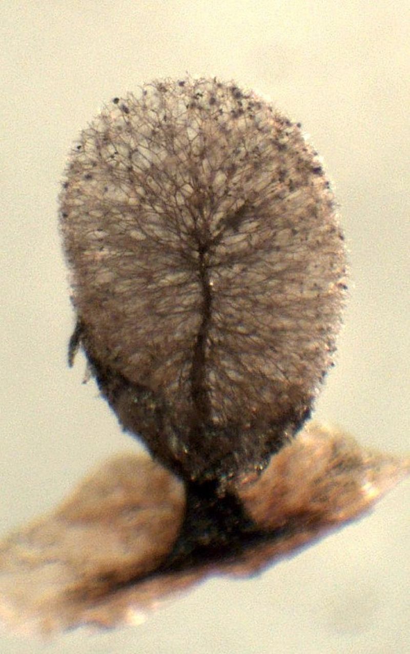 Lamproderma ovoideum